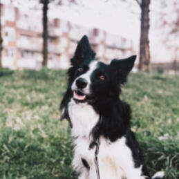 Ervaringen Work with the dog Kynologisch instructeur Zwolle, hulphond, assistentie hond, assistentiehond, assistance dog, service dog, The Netherlands, Dog trainer, Overijssel, Therapiehond, therapiehonden, Personal protection dogs