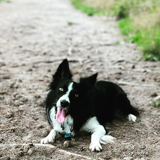 contact, Work with the dog, telefoon nummer, telefoonnummer, instagram, werkhonden, hulphonden, werkhond, personal protection dogs, therapiehond, honden training, border collie, werklijn, hulphond, hondentrainer Zwolle, trekken aan de lijn, schapendrijven