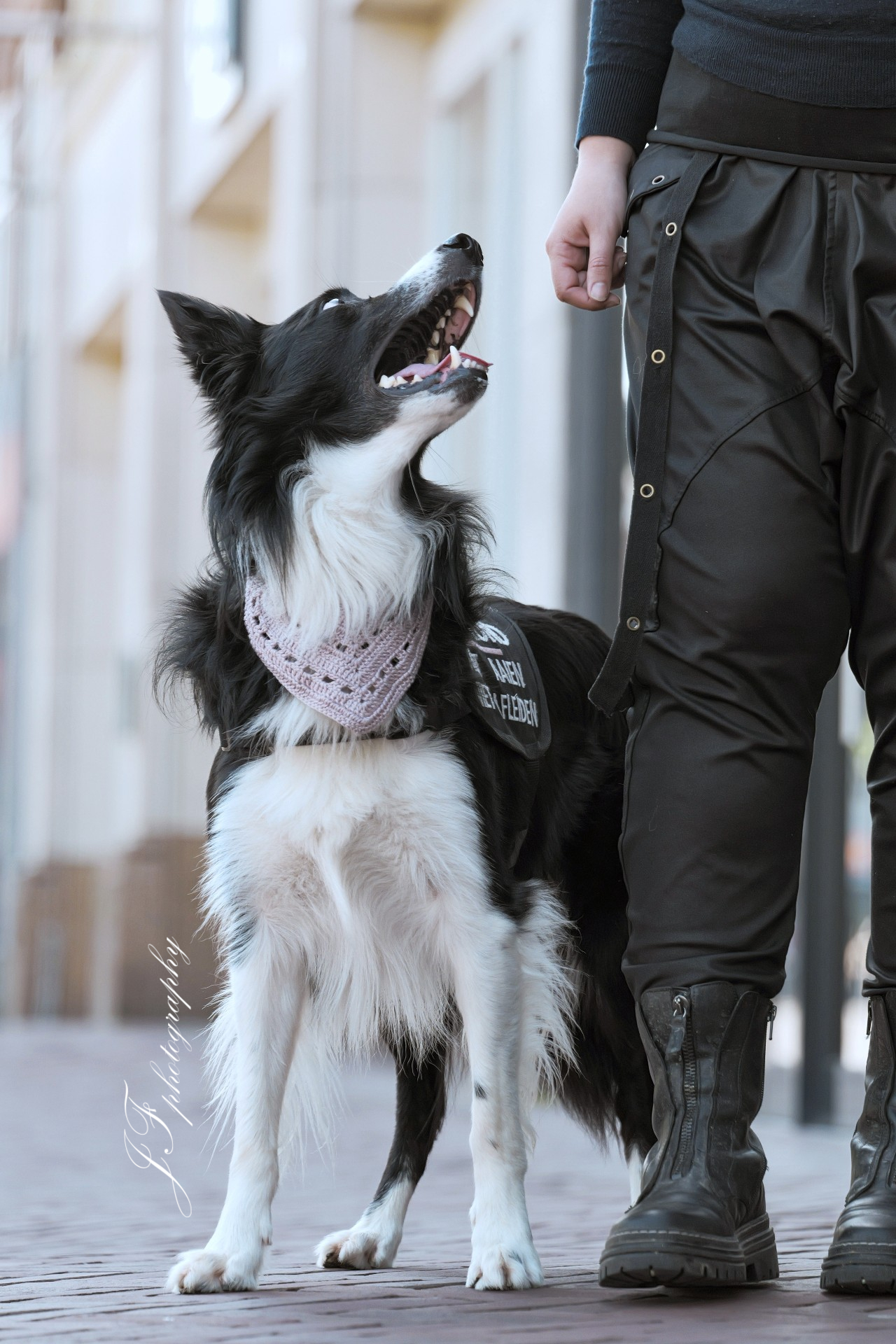 Border collie hulphond kijkt aandachtig omhoog naar Larissa in de stad