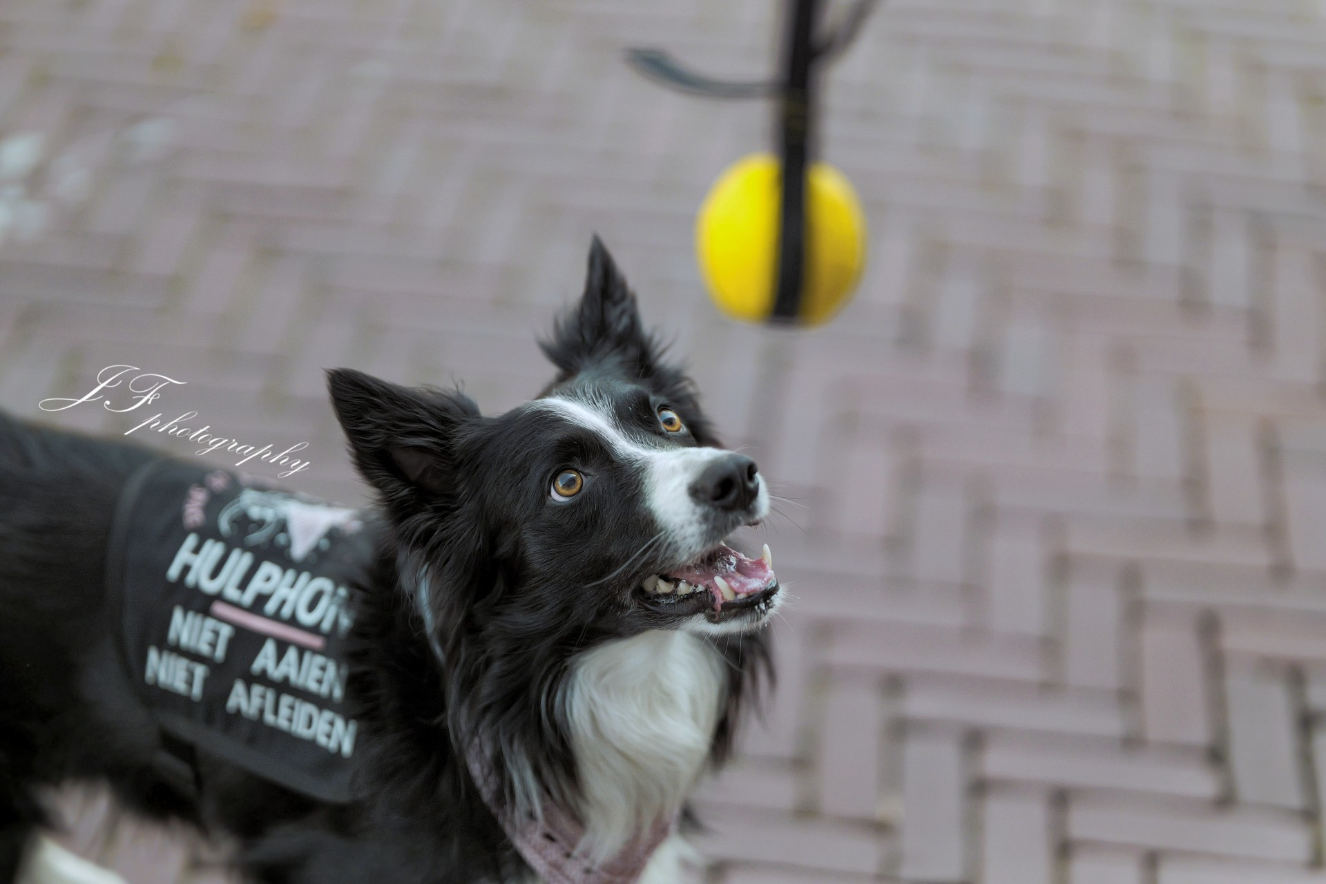 Border collie hulphond met hulphondenvest kijkt geconcentreerd naar een bal