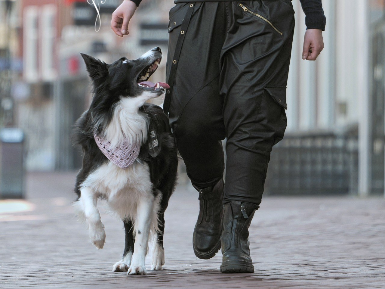 Larissa wandelt met haar border collie aan haar zijde door de binnenstad