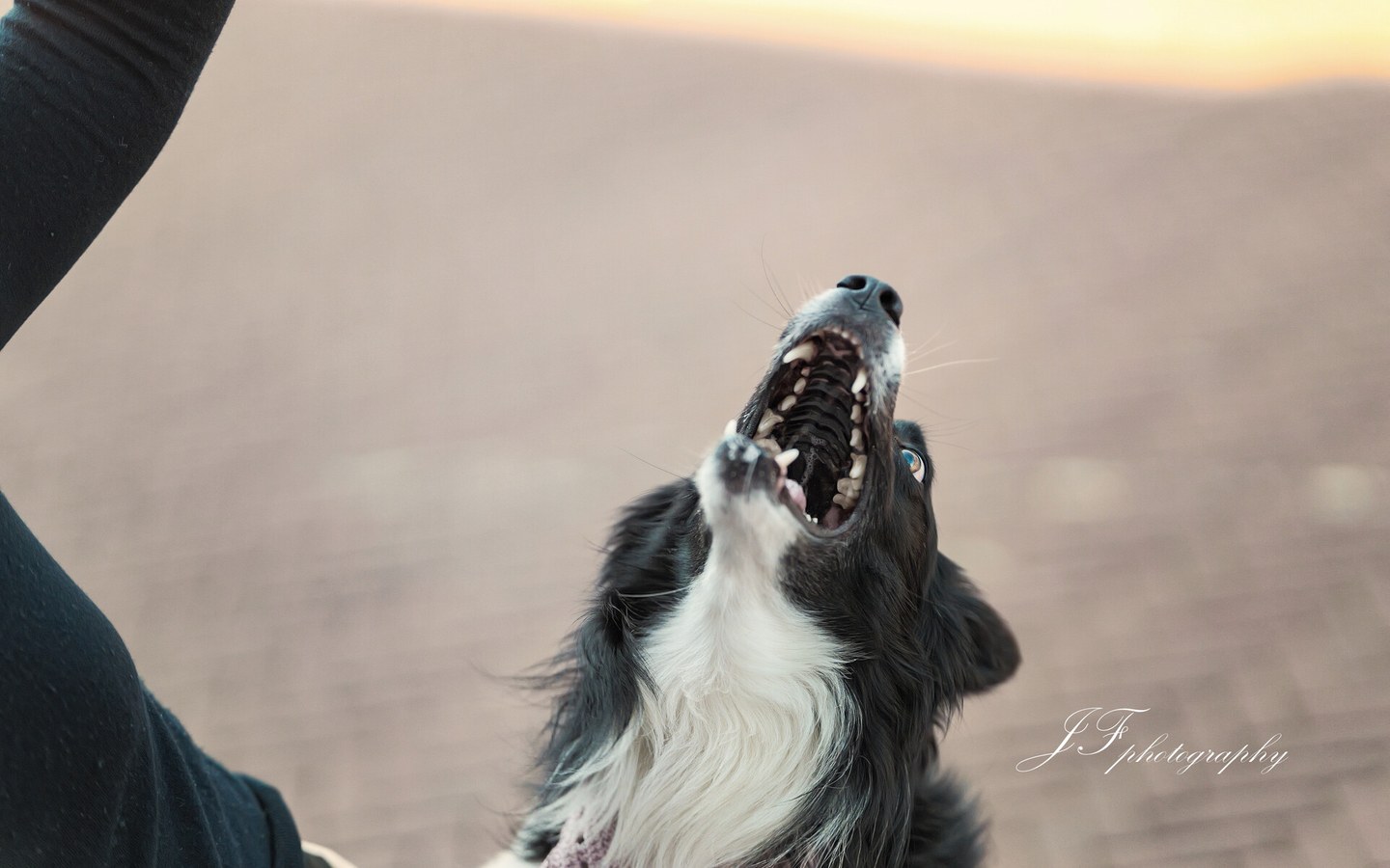 Border collie kijkt met open bek omhoog, met een roze gebreide halsband